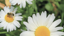 Pvd D PN Natuur bloemen met bij