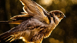 Roofvogel