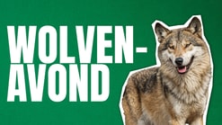Wolvenheader