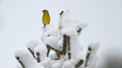 Vogel in sneeuw