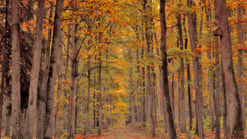 Forest 7580700 1280 pixabay