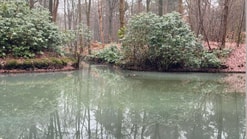 Oude bosgroeiplaatsen sparrendaal driebergen