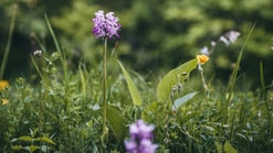 Fotos website1