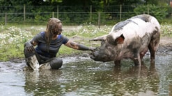 Animalstoday Sam en Karen samen in een modderpoel foto Sabine Bison