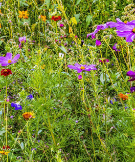 Bloemenweide bloemrijk grasland kruidrijk bloemen natuurlijk biodiversiteit