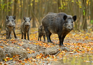 Wilde Zwijnen Shutterstock 118164862
