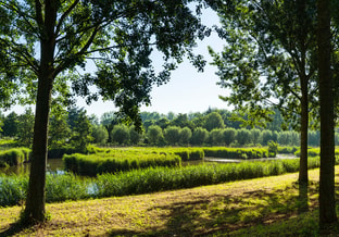 Shutterstock 1463608553 Groen Dordrecht Wilgen Riet Biesbosch