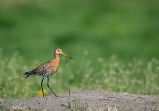 Grutto weidevogel