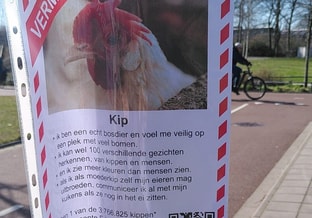 Vermist poster kip