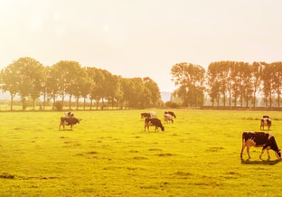 Hitteleed header