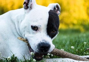 Hond-honden-stafford-dog-dogs