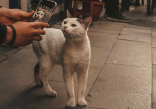 Kat en smartphone pexels gyetimova 15259950