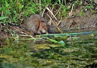 Muskusrat waterkonijn