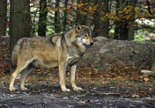Wolf