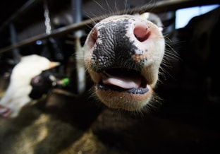 Cute Cow Snout original 380165