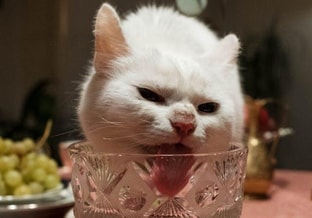 Kat nieuwjaarsborrel