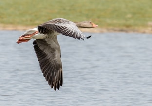 Grauwe gans in vlucht