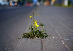 Plantje versteend