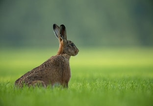 Hare II