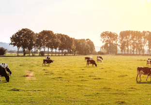 Koeien in de zon
