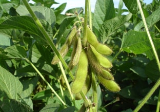 Sojaboonplant