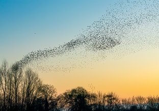 Vogels pvdd drenthe