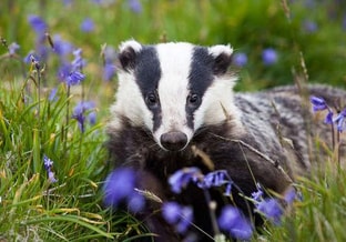 Cornish Badger Cseth Jackson