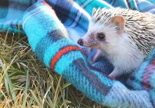 Egel