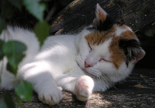 Kat