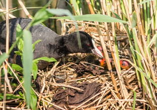 Meerkoet Fulica Atra D J B 06
