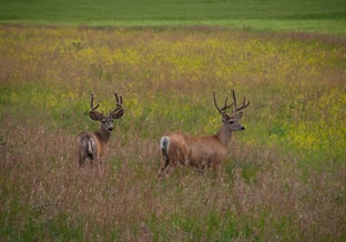 Natuur pvdd