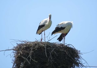 Ooievaar partijvoordedieren drenthe