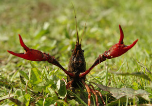 Rivierkreeft