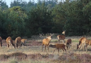 Veluwe
