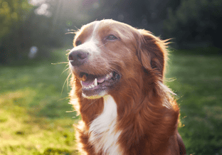 Blije hond gras vierkant