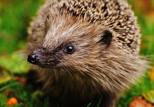 Egel