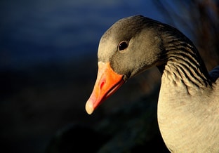 Gans grauwe portret