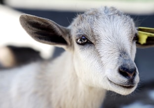 Geit-goat-q-koorts-2