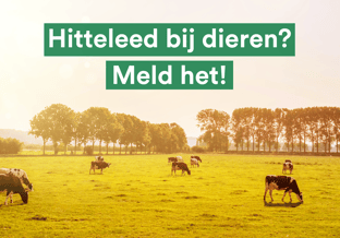 Hitteleed header