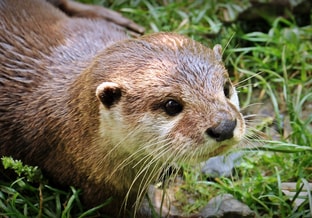 Otter 1438381 1920