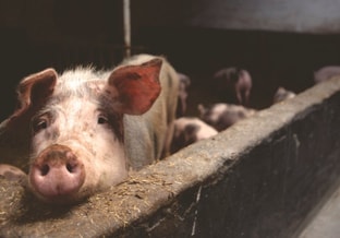 Pig 1000x562
