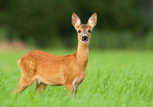 Ree