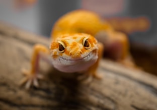 Reptiel reptielenbeurs exotenbeurs wildmarkt pvdd partij voor de dieren gecko