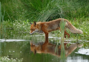 Vos Water