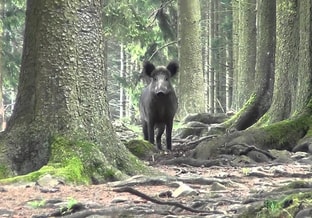 Wild Zwijn