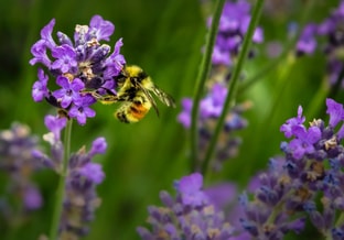 Wilde bij biodiversiteit pvdd partij voor de dieren