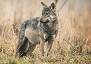 Wolf 3