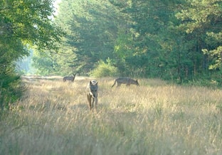 Wolf st 14 jpg sd high photo by cees van kempen