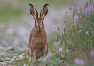 Konijn in veld