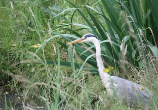 Foto website
